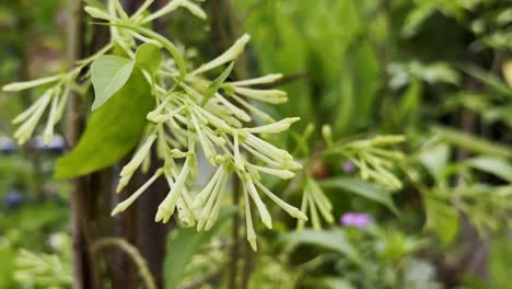 close-up of cestrum nocturnum, showcasing pale yellow-green buds in sharp contrast to the deep green of its foliage