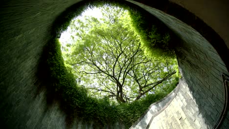 árbol en el camino subterráneo en el parque