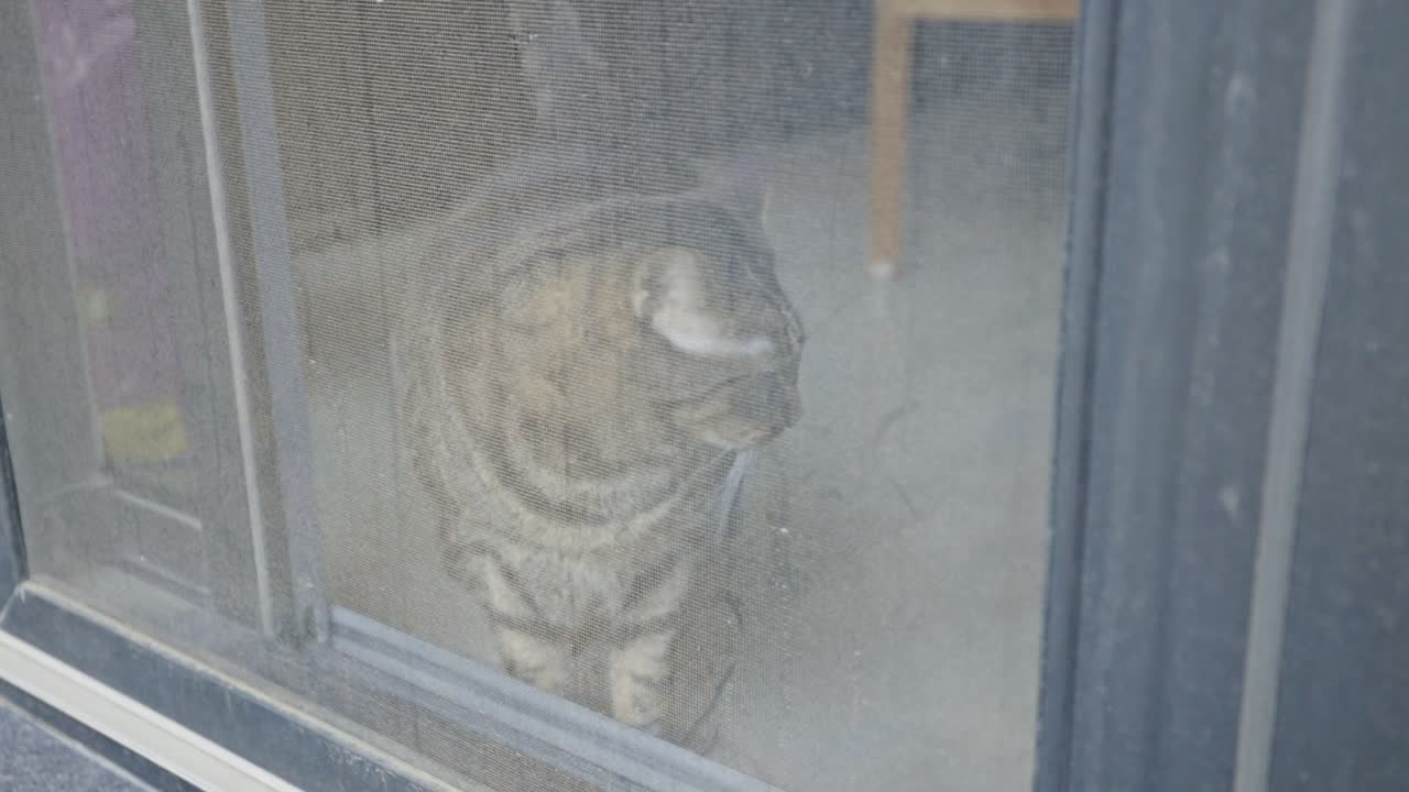 gato lindo mirando a través de una puerta de pantalla - de cerca