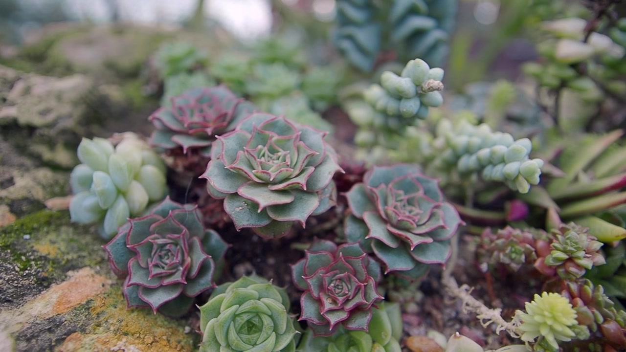 Primo piano di diverse piante grasse in un giardino