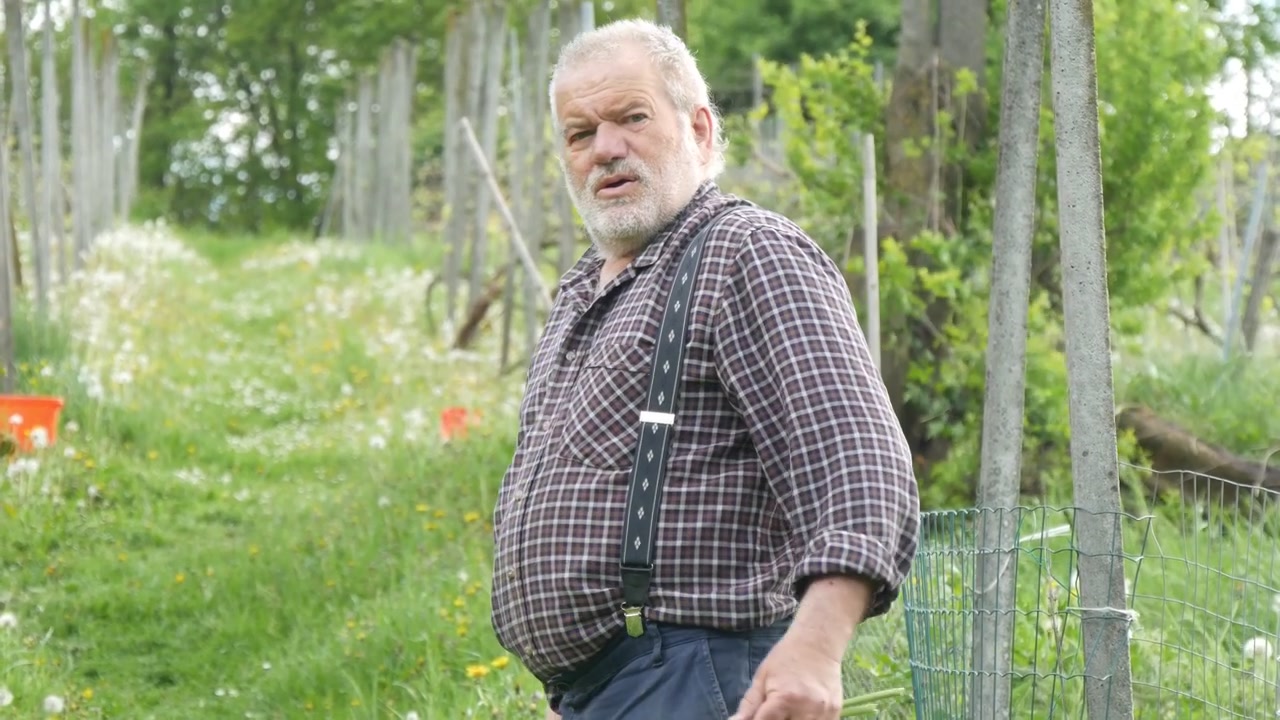 Pria lansia berdiri di samping kebun sayur berpagar di pedesaan, mengenakan suspender dan kemeja kotak-kotak sambil melihat ke bawah, dikelilingi vegetasi musim semi, bidikan medium statis.