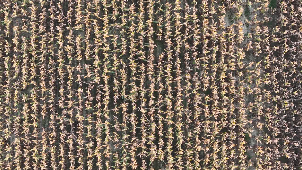 Direct top-down drone view of vertical corn rows in late summer farmland near San Pietro in Cerro, Piacenza, Po Valley, Italy