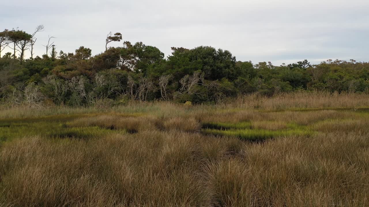 moviéndose a lo largo de la línea de árboles en el pantano cerca de oak island nc