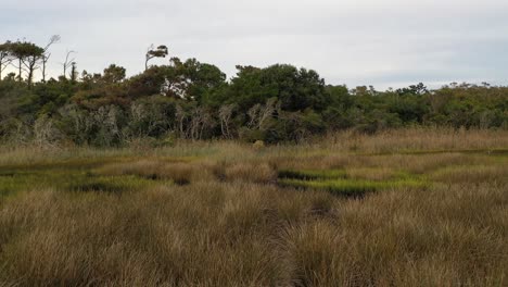 Sich-Entlang-Der-Baumgrenze-Im-Sumpf-In-Der-Nähe-Von-Oak-Island-NC-Bewegen