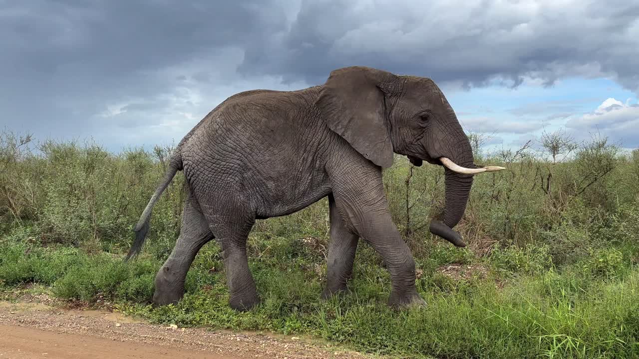 아프리카 부시 코끼리 (loxodonta africana) 는 탄자니아의 세렌게티 국립공원에서 가까이 지나간다.