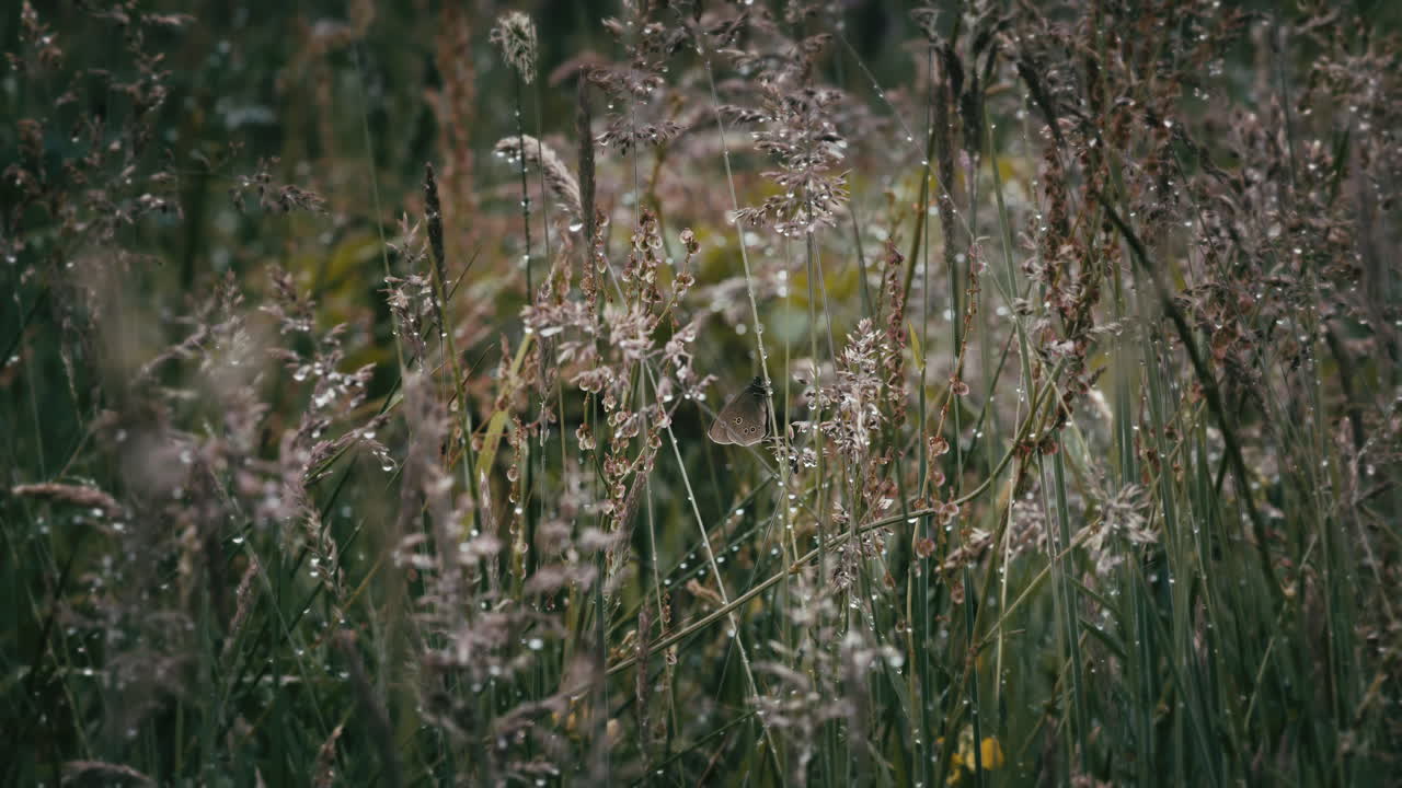 Long grass with water droplets from rain, with perched butterfly. Beautiful natural scene outside.