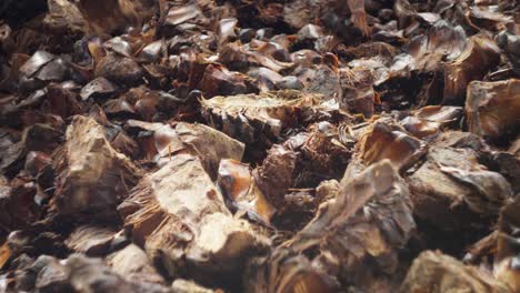 close up static shot of agave pineapples at a mezcal distillery in oaxaca