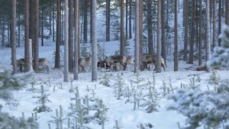 large caribou, reindeer herd moving through pine forest at dawn in lappland, sweden