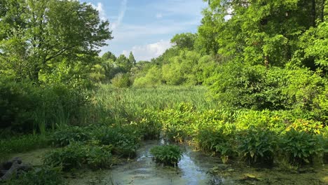 green swampy waters at the ny botanical garden, sunny day