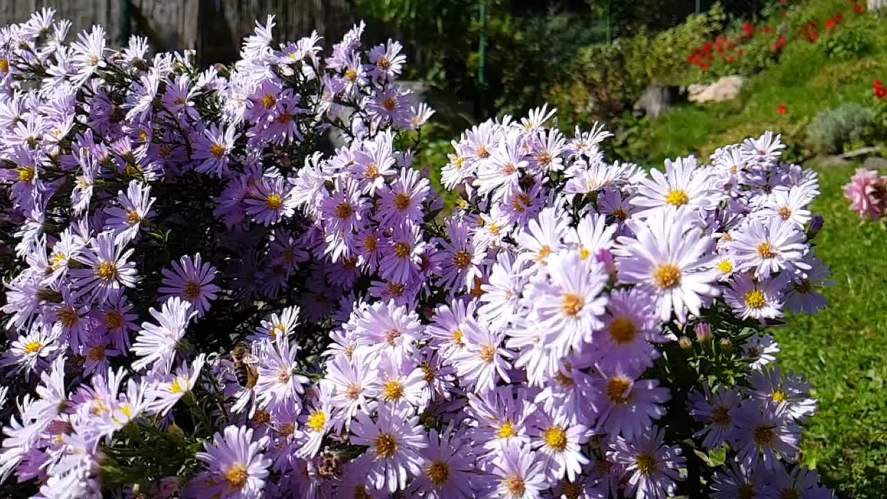 Pollination of violet flowers aster in the garden