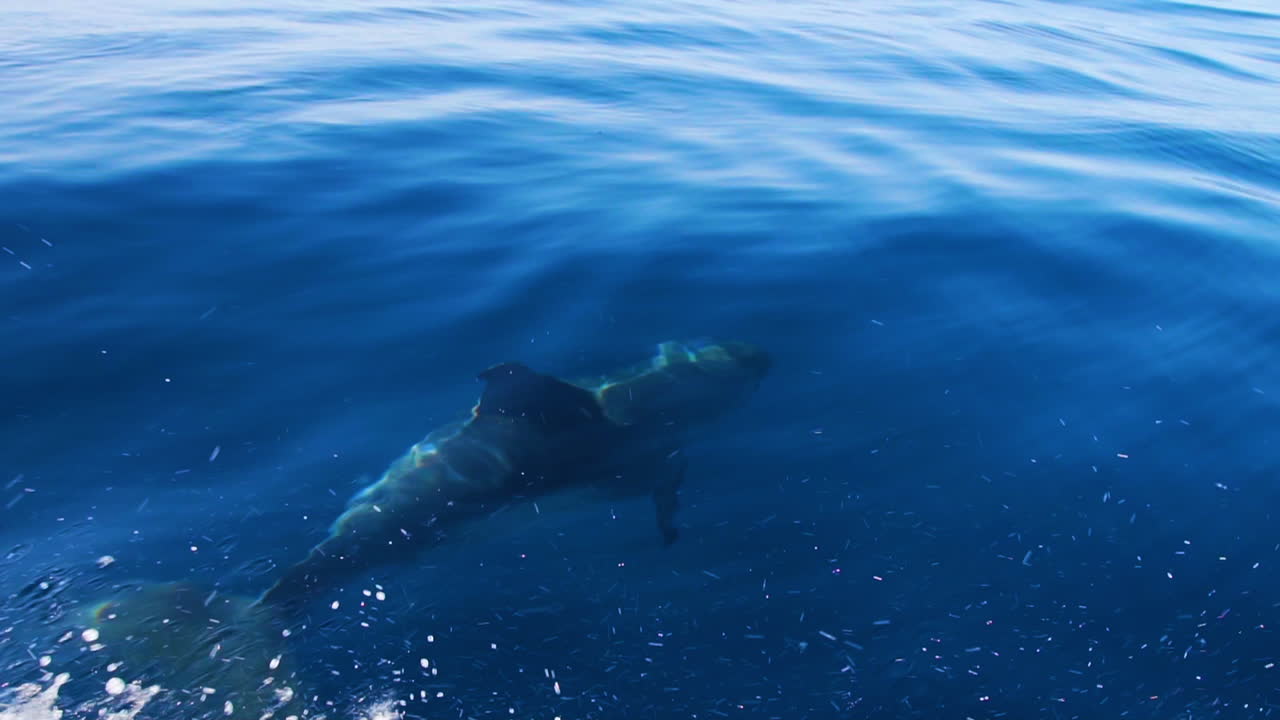 공중으로 떠오르기 전에 물속에서 장난스럽게 수영하는 돌고래