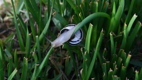 Dies-Ist-Ein-Video-Von-Einer-Schnecke,-Die-Am-Frühen-Morgen-Durch-Das-Gras-Kriecht