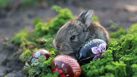 cute bunny with easter eggs in grass