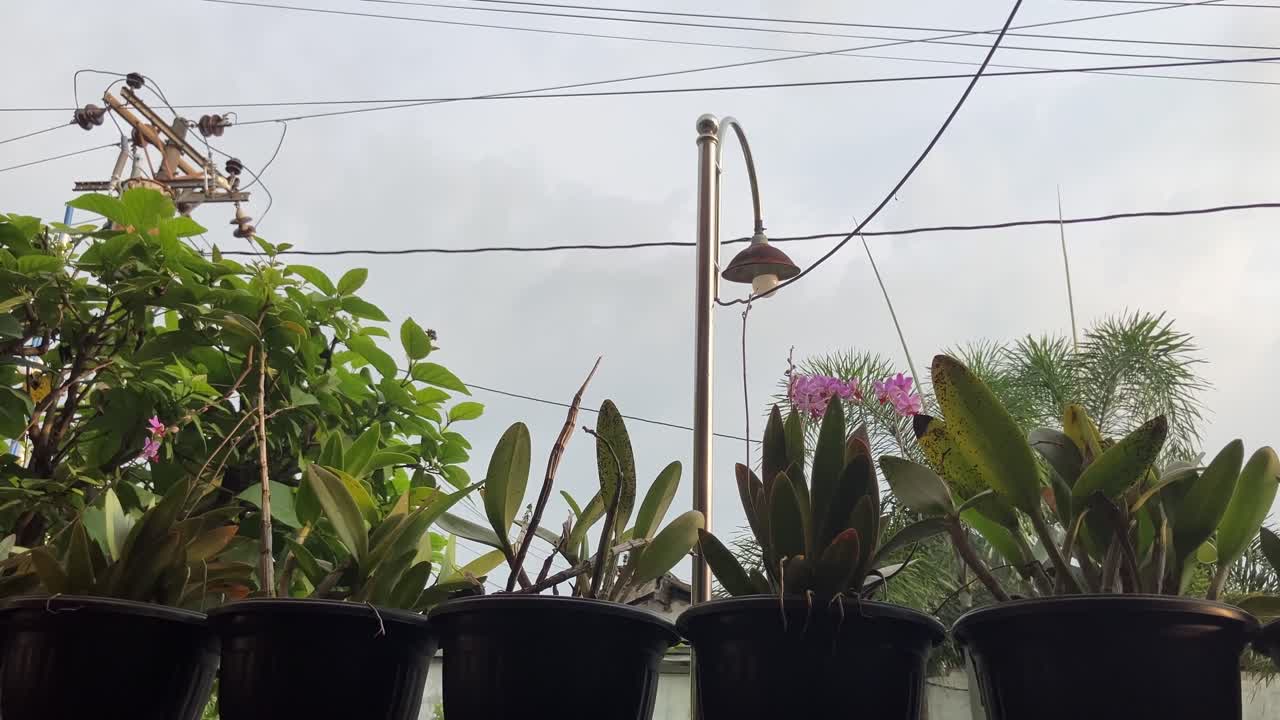 red de cables eléctricos y lámpara pública en un espacio residencial