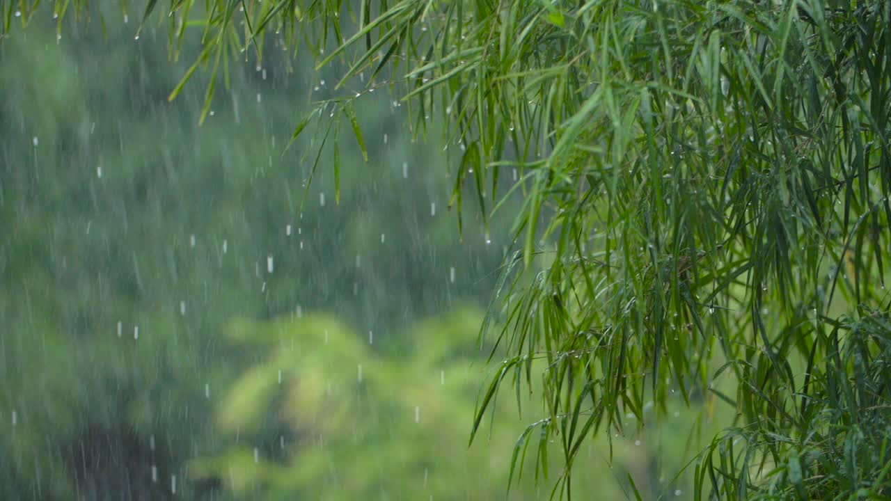 Premium stock video - Heavy rainfall on a green jungle, nature ...