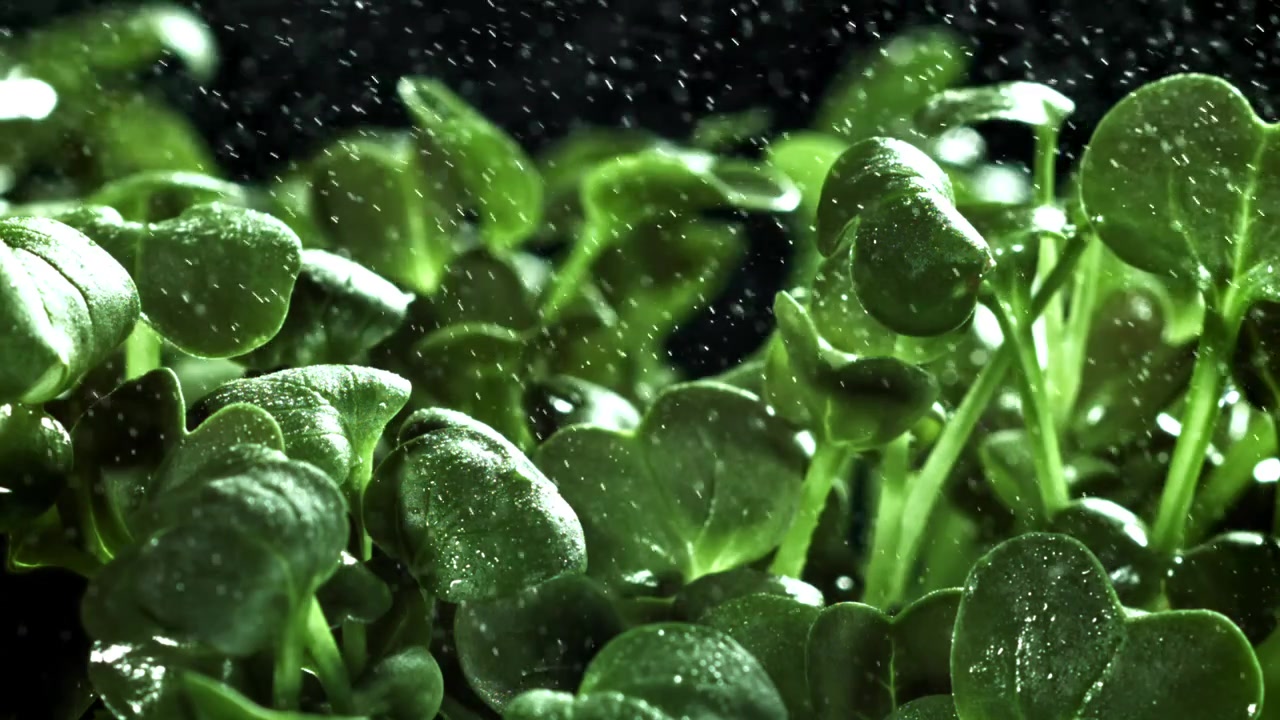 Primo piano di microgreens verdi freschi annaffiati