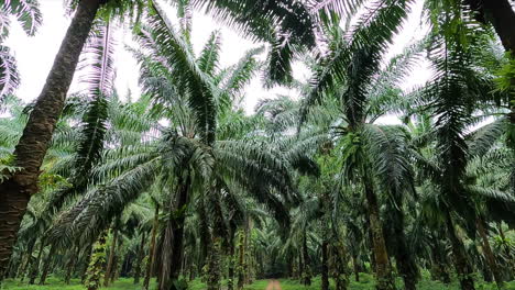 Crossing-an-amazing-palm-tree-park-in-Thailand