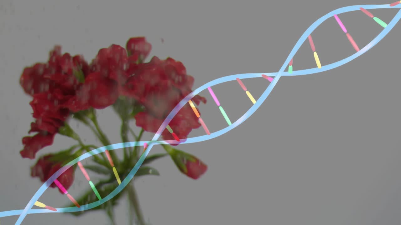 All'inizio, un'elica di DNA multicolore si sposta e ruota tra fiori rossi, mostrando un legame genetico.