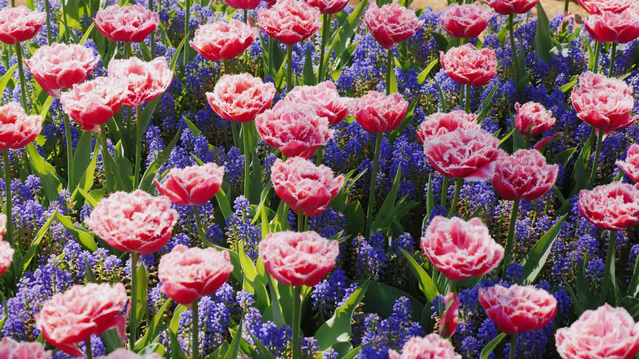 네덜란드의 공원에 있는 분홍 튤립