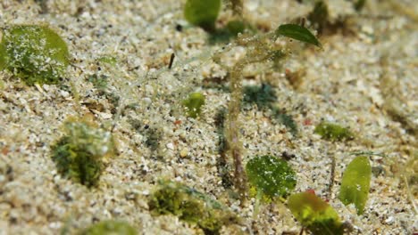 a tiny sea dragon moving about and feeding in sea grass