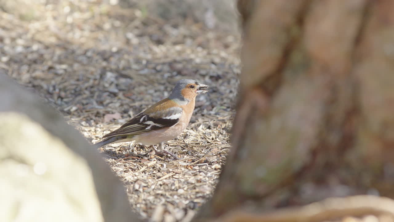 Profile shot of male chaffinch, Fringilla coelebs foraging for seeds in woods