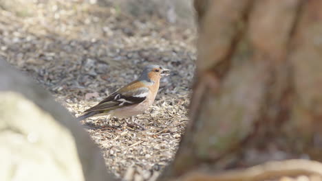 fotografía de perfil del pez pez macho, fringilla coelebs, que busca semillas en el bosque