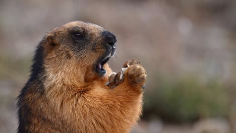 the golden marmot eating trash left over by tourist