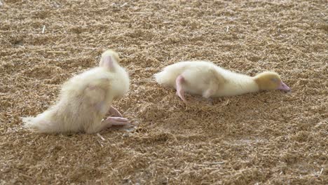 poultry farm. ducklings.