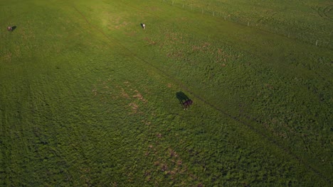 brown horse on grassland