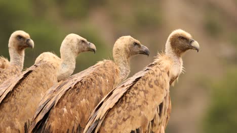 griffon vultures gathered in a line, close up