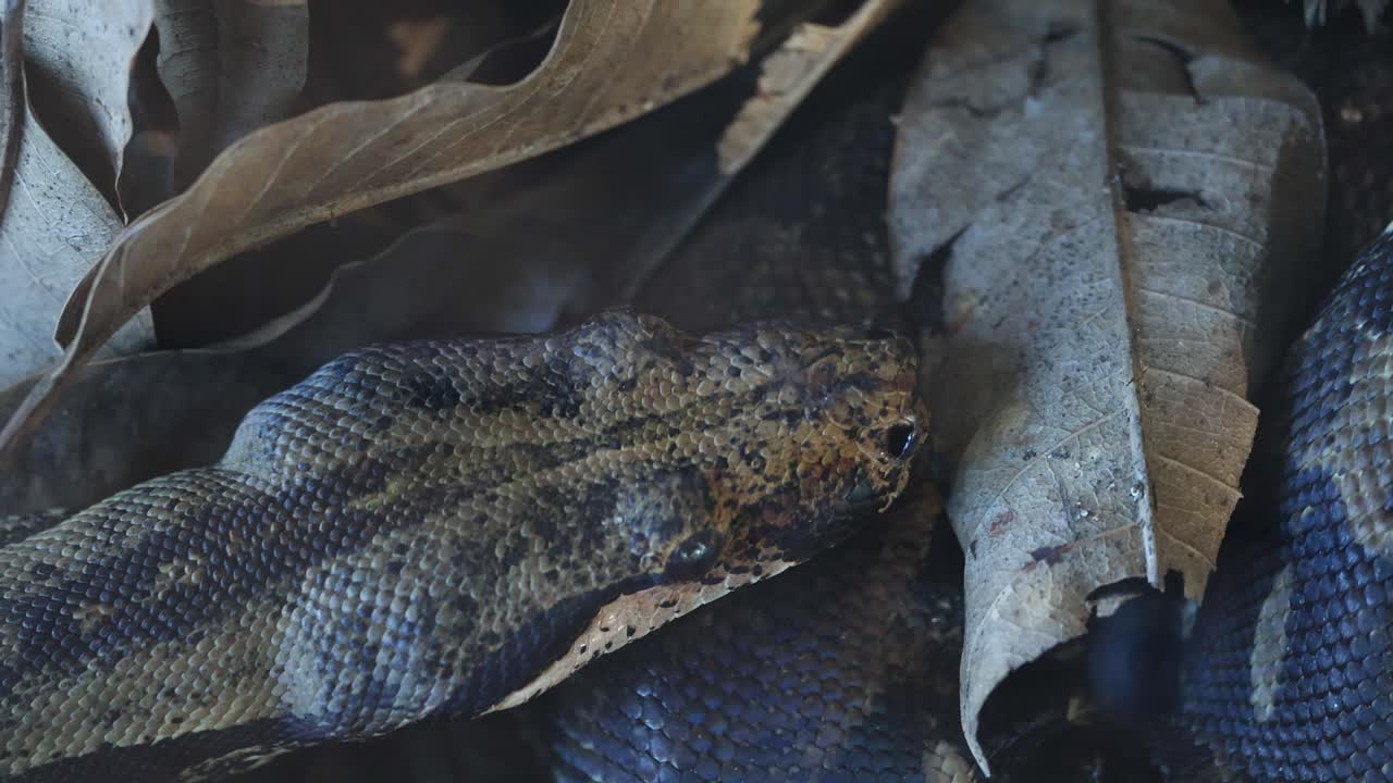 Anaconda slithering through dry leaves and foliage