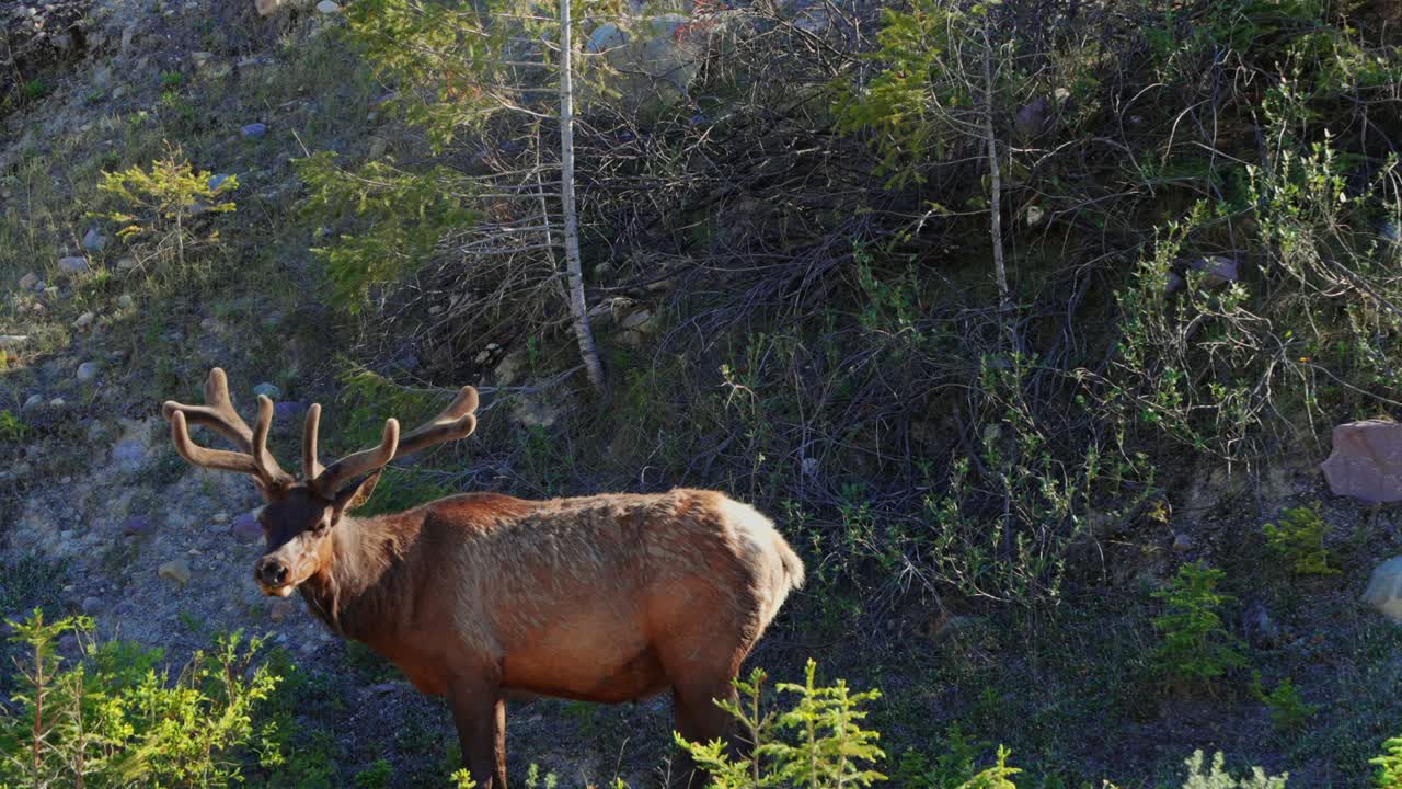 Uapití macho con astas en terciopelo comiendo follaje verde en un entorno forestal natural