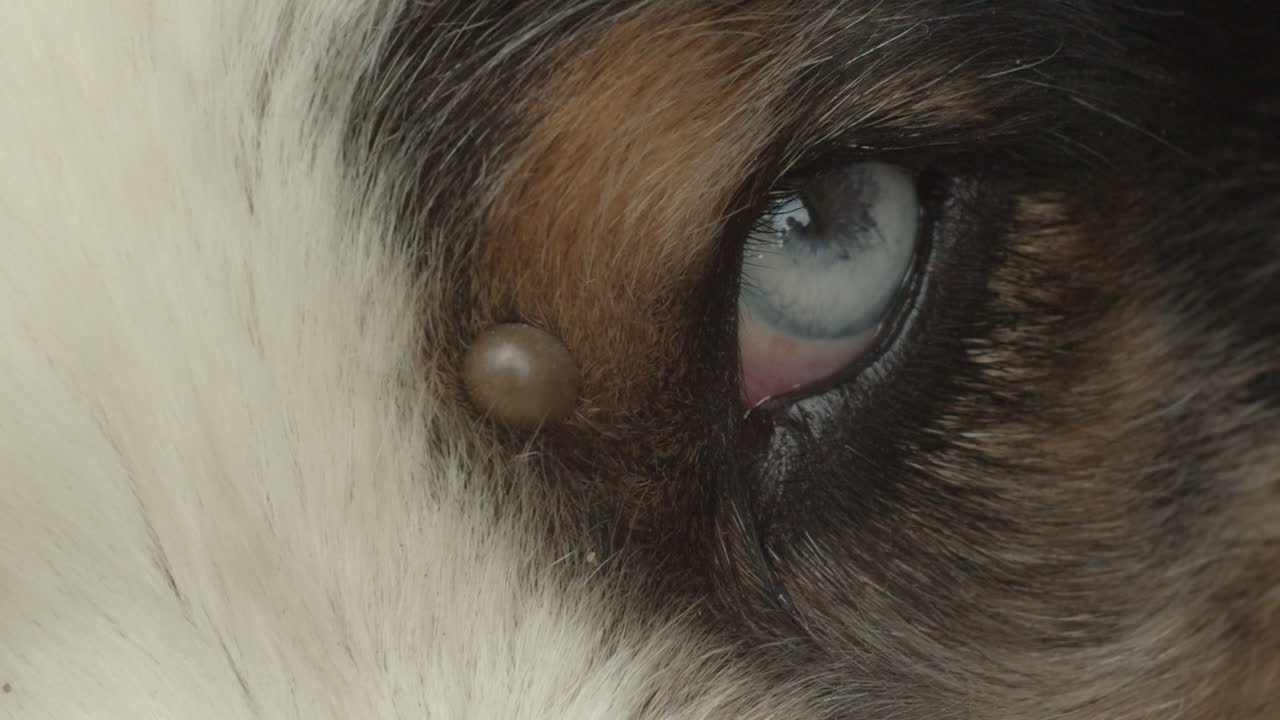 Macro of tick near eye of Australian Shepherd dog, close-up