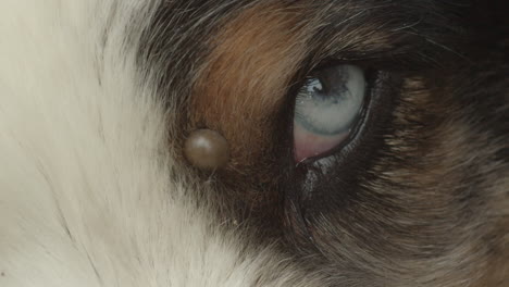 macro of tick near eye of australian shepherd dog, close-up