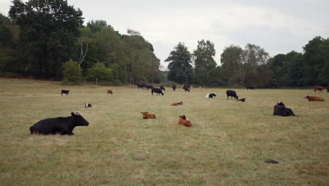 black and brown cows sitting in a field with a bull