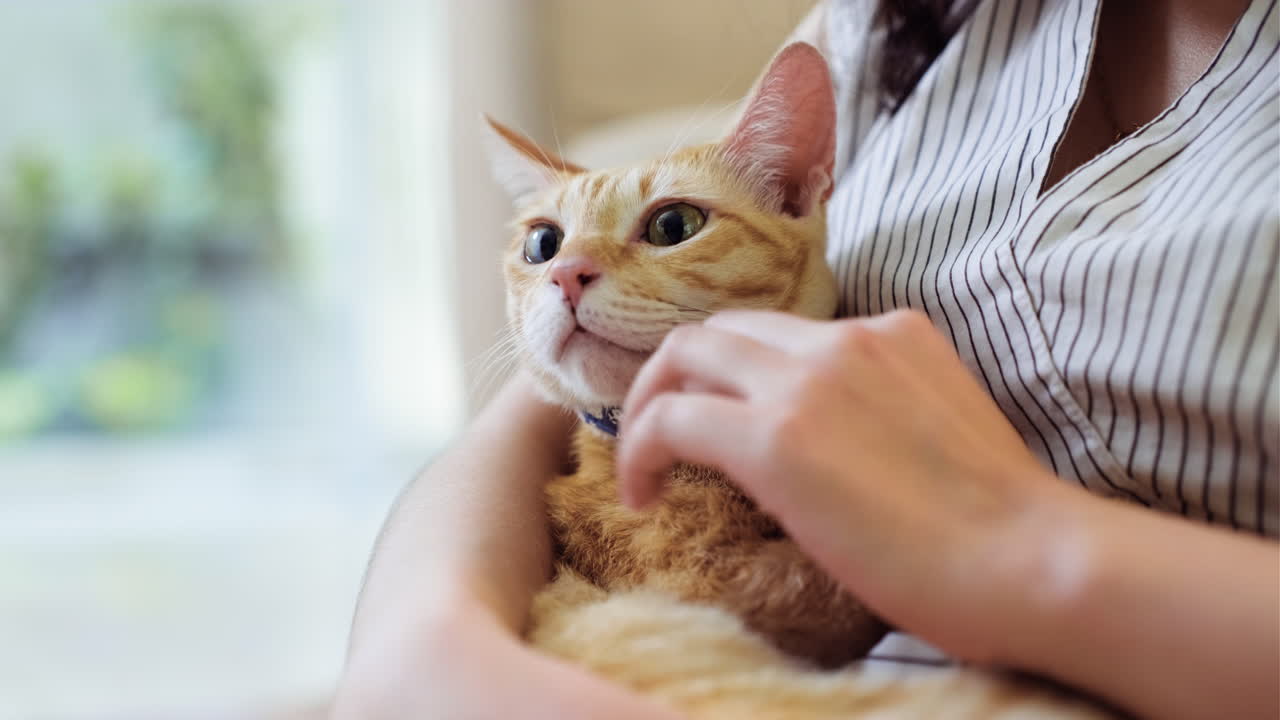 Woman petting a cat