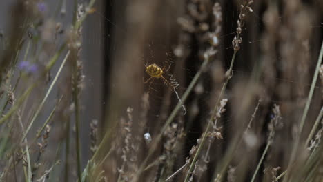 bright yellow spider eats insect on spiderweb, species argiope lobata in lavender bush