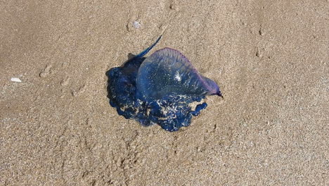 la carabela portuguesa o&#39; war bluebottle medusa varada en la playa de tarfaya marruecos