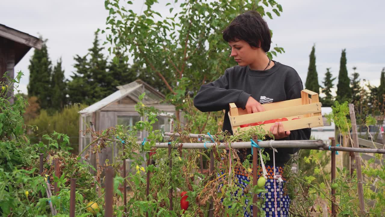 persona recogiendo o cosechando tomates orgánicos en una pequeña caja de madera en una pequeña granja ecológicamente sostenible