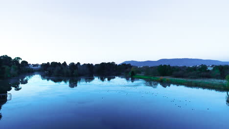 smooth decent over water holding with many black swans swimming and finishing