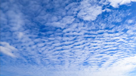 white light altocumulus clouds floating along the horizon. blue sky covered with cloudscape. low angle view.