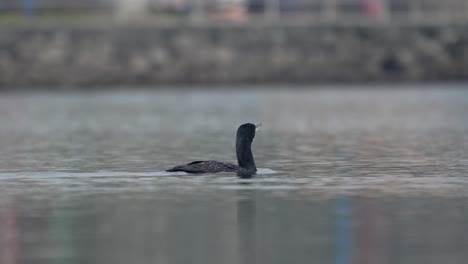 Ein-Kormoran,-Der-In-Der-Sonne-Auf-Einem-See-Schwimmt-Und-Gähnt