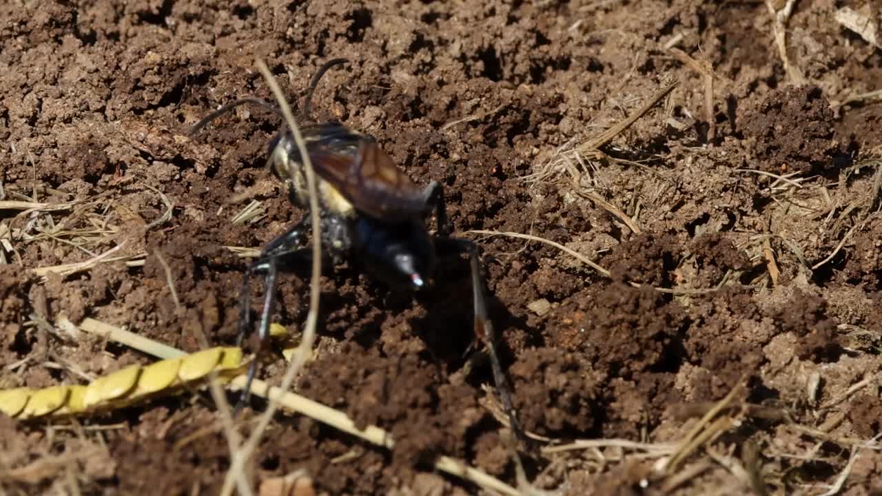 A wasp navigates through soil, interacting with straw and earth in a natural setting.