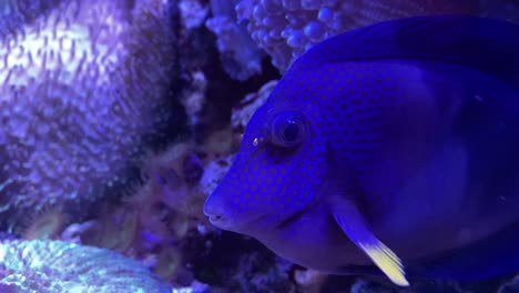 blue tang fish on a water tank marine life