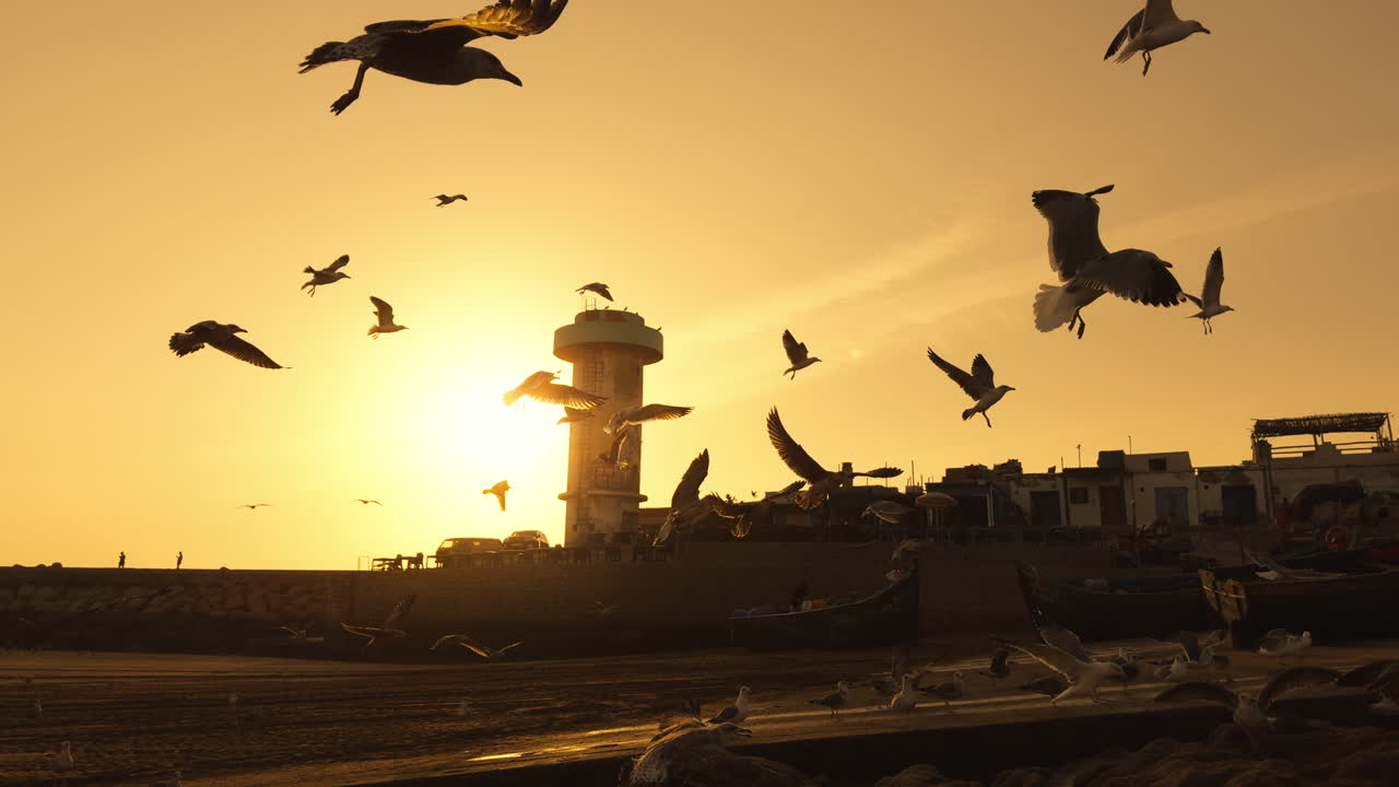 Gulls Soaring Over a Coastal Sunset