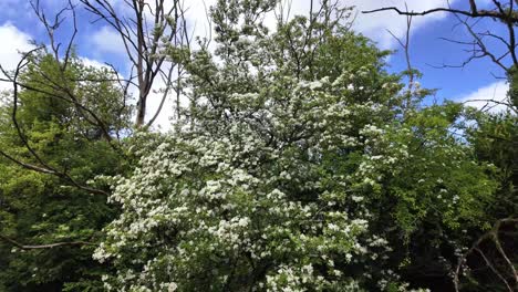 flora silvestre con arbusto de saúco en flor en un día soleado en la irlanda rural, cerca del arroyo de agua