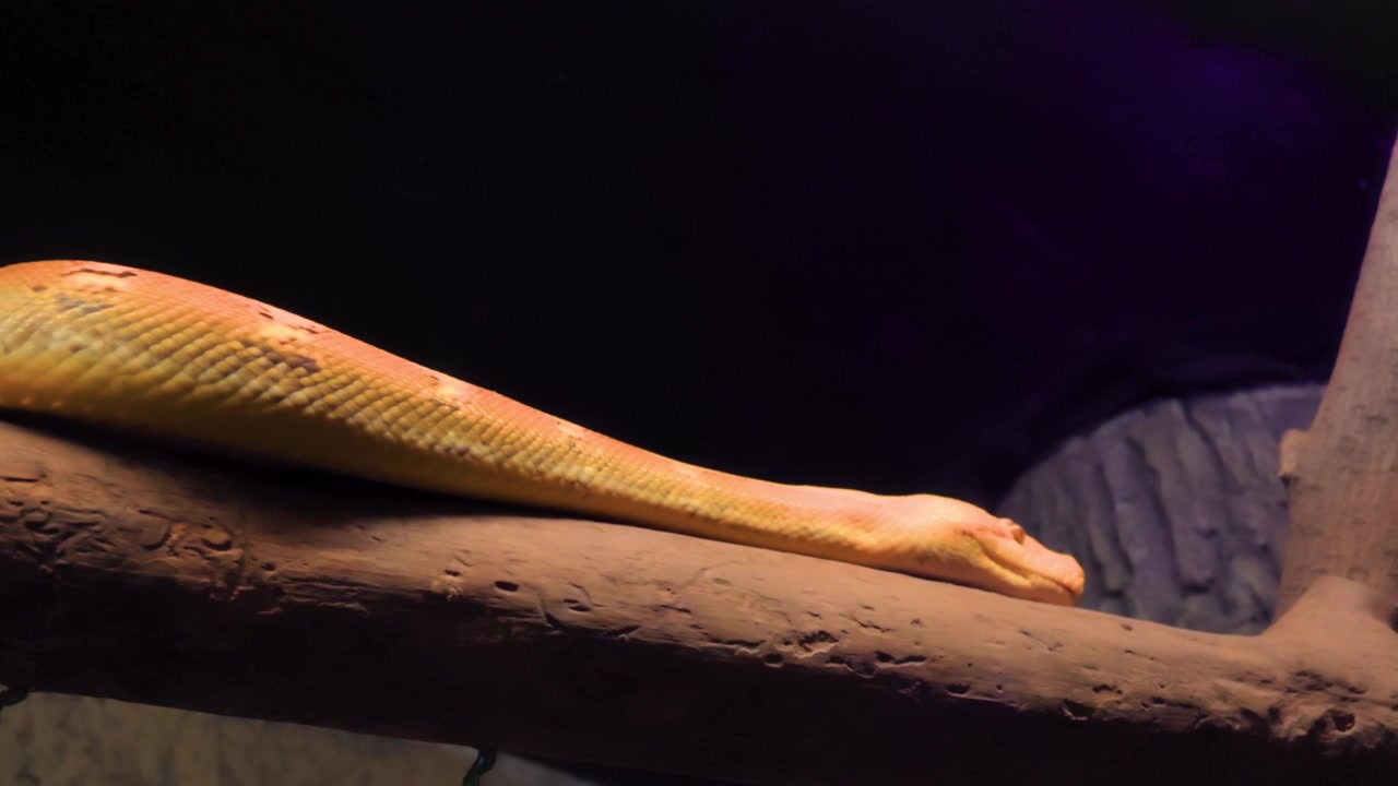 A vibrant yellow Reticulated Python (Malayopython reticulatus) rests on a tree branch, captured with a smooth panning motion across its body.