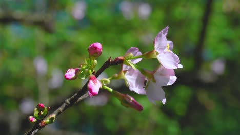 pink sakura cherry blossom close up during spring season at taipei