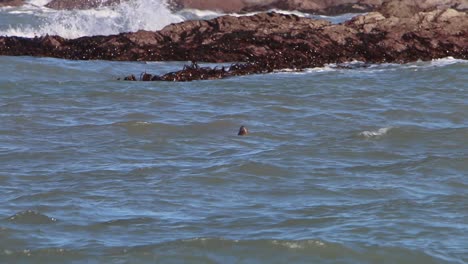 Foca-Gris-Halichoerus-Grypus-Embotellado-Cerca-De-La-Orilla