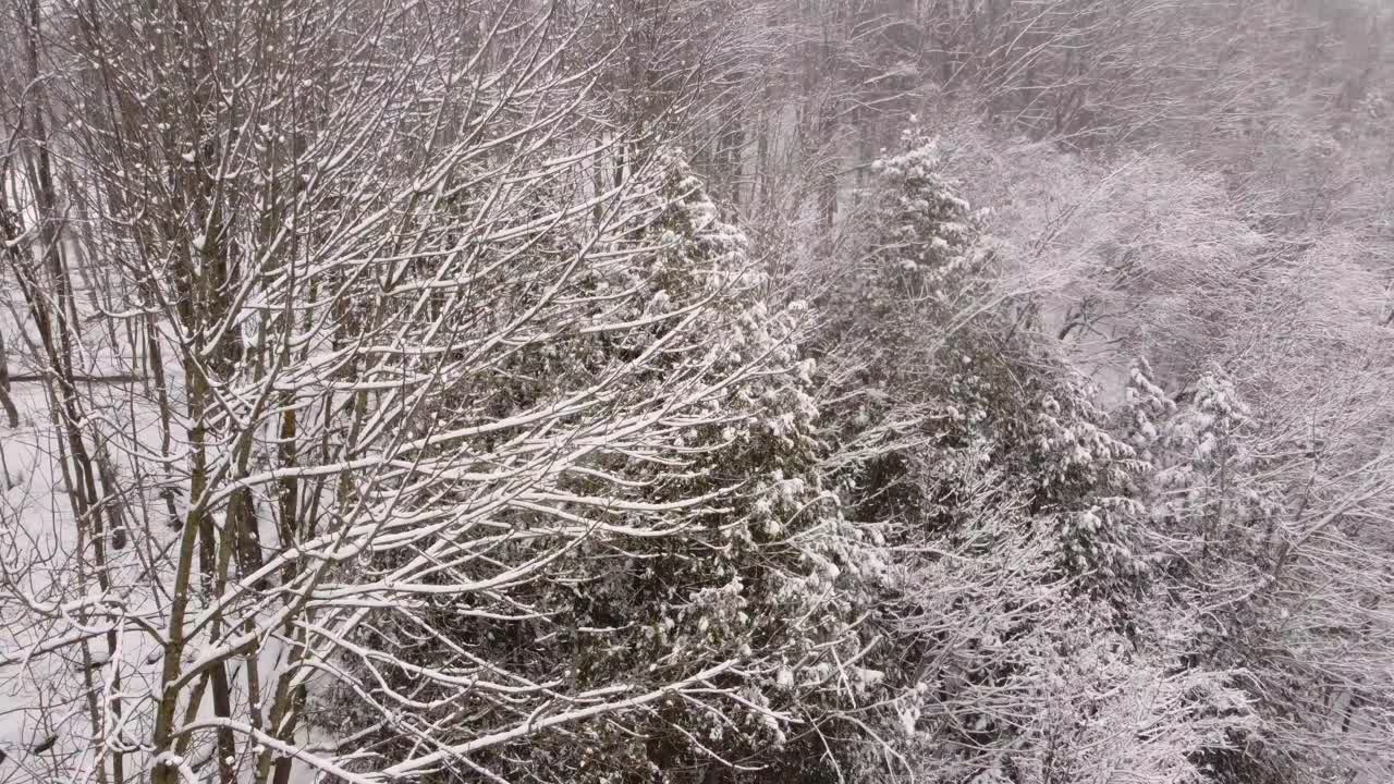 Drone glides over snowy frozen forest in Canada during daylight winter storm